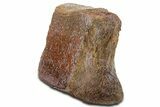 Polished Dinosaur Bone (Gembone) Vertebra - New Mexico #340054-2